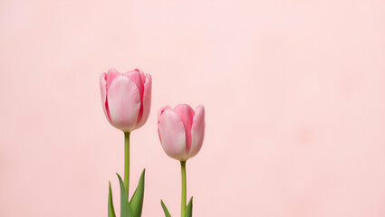 Fototapeta premium Title: Delicate Solitary Pink Tulips with Soft Velvety Petals