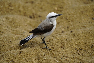 Masked water tyrant (Fluvicola nengeta) is a species of bird in the family Tyrannidae. Fortaleza Ceará, Brazil.