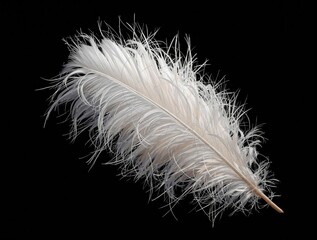 Beautiful white ostrich feather in soft light against black background, stylish, beauty