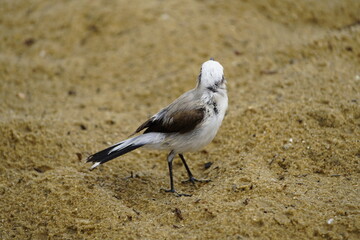 Masked water tyrant (Fluvicola nengeta) is a species of bird in the family Tyrannidae. Fortaleza Ceará, Brazil.