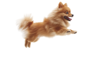 Pomeranian spitz dog joyfully jumping in mid-air against a bright background