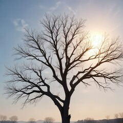 Fototapeta premium Bare tree branch against pale blue sky with sun, sky, branch, blue