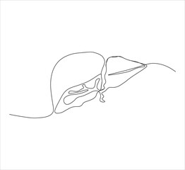 One continuous line drawing of human liver organs. single line of liver drawing.  illustration of liver anatomy concept. editable outline