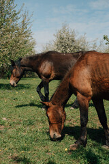 Obraz premium Portrait of two beautiful horses in summer.