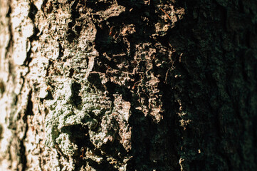 pine bark texture close up
