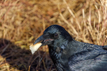 食事中のカラスの瞬間