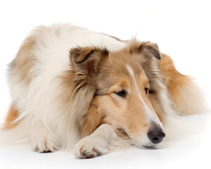Collie, It's getting sleepy. isolated on a white background