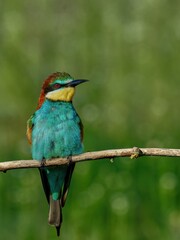 European Bee-eater sitting on a stick.