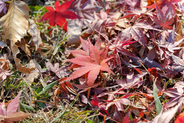秋風に散った紅葉の絨毯