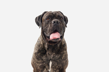 A Cane Corso looks sideways on a white background with a calm yet focused demeanor. The light background contrasts with the dog dark fur and strong build.