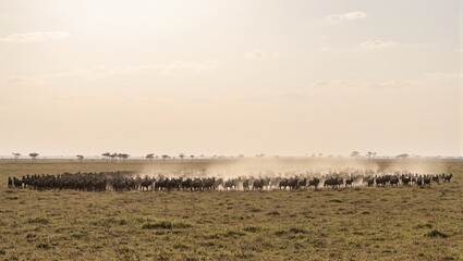 Fototapeta premium Majestic wildebeest migration in Serengeti savannah