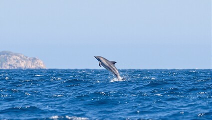 Fototapeta premium Graceful dolphin leaping in sparkling ocean coastline in background