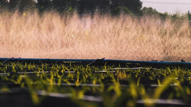 Slow motion of water spraying from a spray tape agriculture irrigation system in an agricultural corn field with evening light, agricultural technology