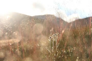 Spring Sunlit Meadow Landscape with DewKissed Grass and Blurred Mountain Background for Nature....