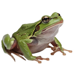 Obraz premium green tree frog, frog on white background