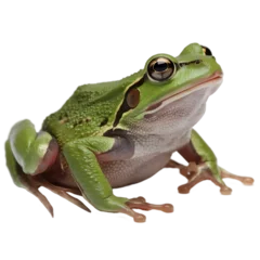 Gardinen green tree frog, frog on white background © abuzar