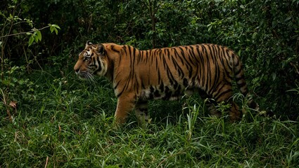 Obraz premium Majestic tiger stalking in lush Indian jungle