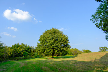 美しい公園の風景