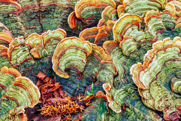 Beautiful pattern with Polypore mushrooms
