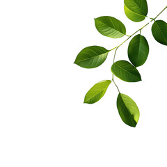 Fototapeta premium Fresh Green Leaves Isolated on Transparent Background for Natural and Botanical Design Projects