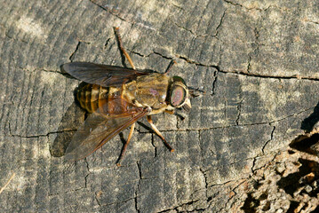 Pferdebremse (Tabanus sudeticus)	