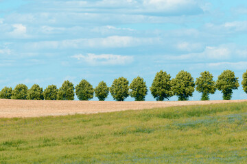 Blick über Wiese und Feld zu einer Allee	