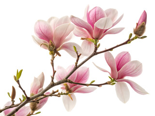 A photo featuring a branch of pink flowered magnolia