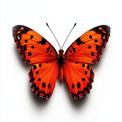 Naklejka premium A large orange butterfly with black spots on its wings