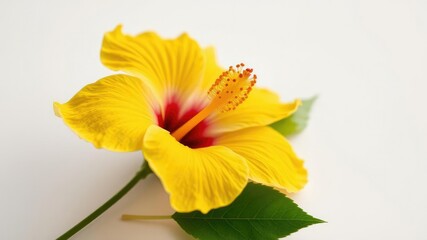 Close-up of a single yellow hibiscus flower on a crisp white surface, white background, intricate details