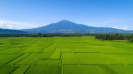 Lush Green Rice Paddy Terraces with Symmetrical Patterns Under Clear Blue Sky