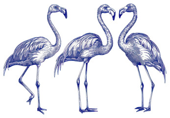 Obraz premium PNG Hand drawn a Flamingos flamingo vintage bird.