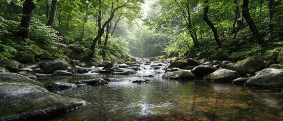 Obraz premium Calm stream babbling over rocks in tranquil forest setting, tranquil, babbling, forest