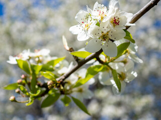 Obraz premium white flowers on a blossom cherry tree with soft background