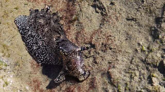 Sea hare - Aplysiidae in the sea, South Korea. 