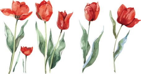 Red tulips watercolor hand painting on transparent background seamless pattern for fabrics, paper. Spring flowers. Card for Mothers day, 8 March, wedding.