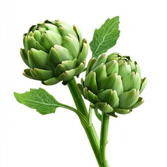 Fototapeta premium Two green artichokes are displayed in a white background