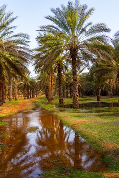 Plantation of the date palm. Date trees (Phoenix dactylifera L.) in an oasis Ksar Ghilane, Sahara, Tunisia, North Africa 