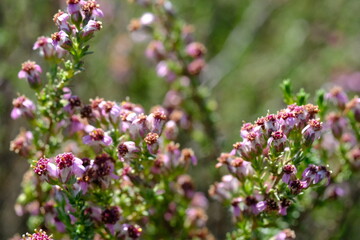 Cluster of Purple Heath-Like Flowers on South African Shrub