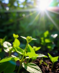 Obraz premium Close-Up of a Young Plant Growing in Soil with Sunlight Shining Through Green Leaves