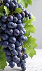 Fototapeta premium Blue grapes bunch with dew drops isolated on white background, botanical photography, juicy flesh