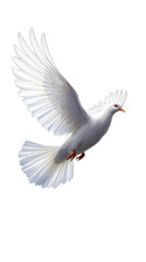 Fototapeta premium Beautiful dove flying with grace in a black space, freedom, purity, elegance