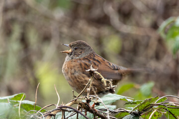 Dunnock (Prunella modularis) - Commonly found in hedgerows and woodlands, Turvey Nature Reserve, Dublin