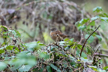 Dunnock (Prunella modularis) - Commonly found in hedgerows and woodlands, Turvey Nature Reserve, Dublin