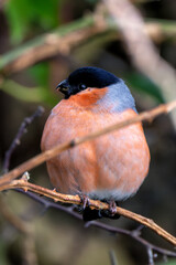 Male Bullfinch (Pyrrhula pyrrhula) - Commonly found in woodlands and hedgerows, Turvey Nature Reserve, Dublin
