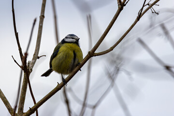 Blue Tit (Cyanistes caeruleus) - Commonly found in woodlands and gardens, Turvey Nature Reserve, Dublin