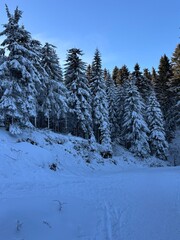 snow covered trees in mountains