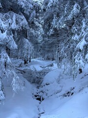 snow covered mountains