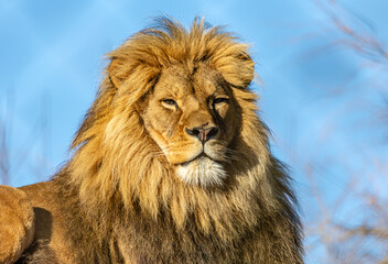 male lion