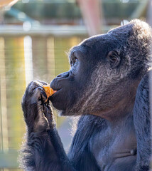 gorilla feeding