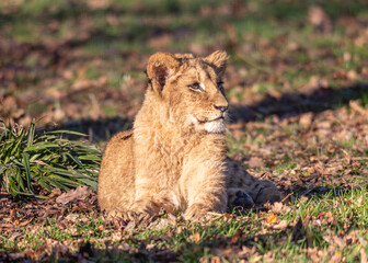 young lion